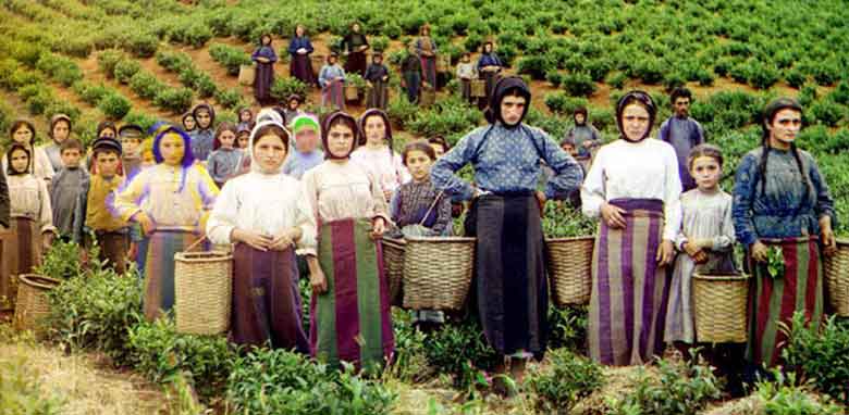 A Group of Workers Harvesting Tea (1907-1915)