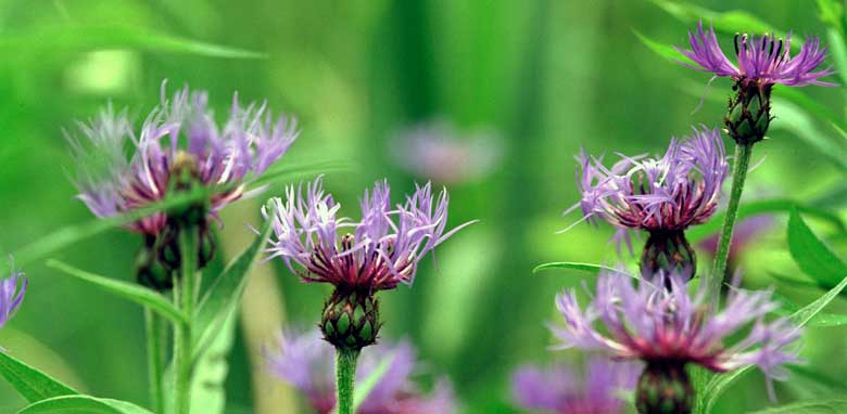 Flower Photography Copyright © 2008 Sandy Campbell