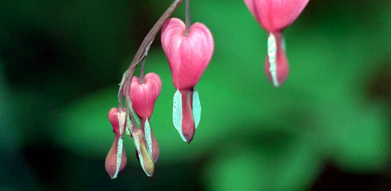 Flower Photography Copyright © 2008 Sandy Campbell