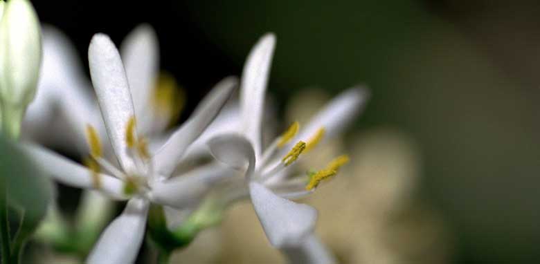 Flower Photography Copyright © 2008 Sandy Campbell