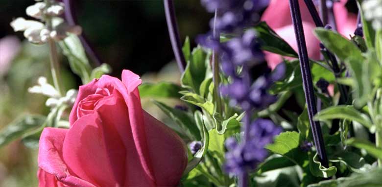 Flower Photography Copyright © 2008 Sandy Campbell