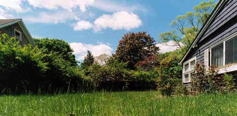 A lawn definitely in need of cutting!