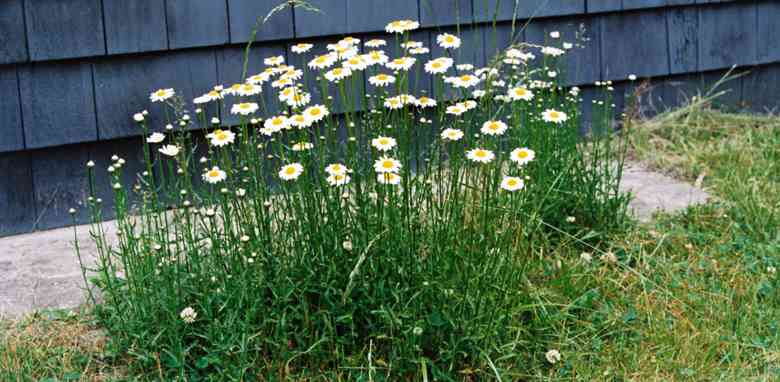 Daisies growing in the yard by the porch.